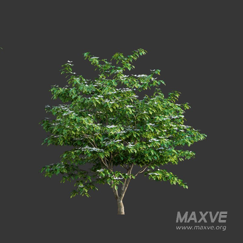 Cornus kousa -Chinese Dogwood – Kousa Dogwood - Image 3