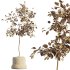 AV HousePlants Japandi Decorative Minimalism Ficus Dracaena Marginata05 - Thumbnail 3