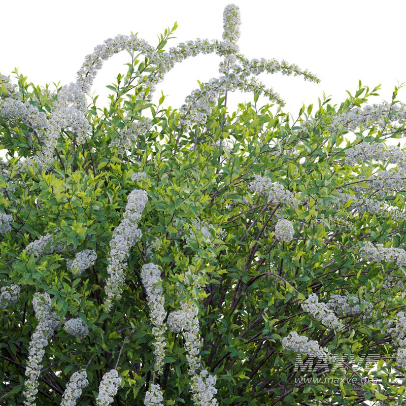 Spiraea Grefsheim – Garland Spiraea 02 - Image 4
