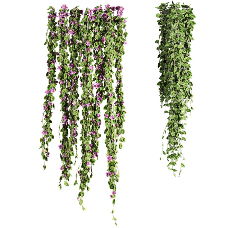 ivy plants - Image 1