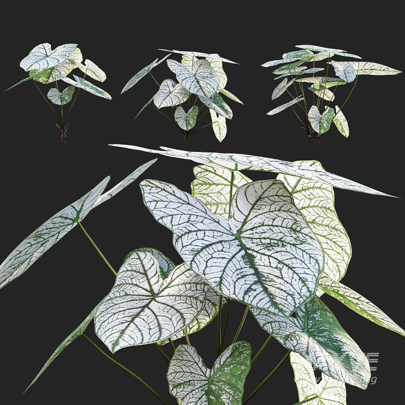 Caladium White Christmas – Angel Wings - Image 1
