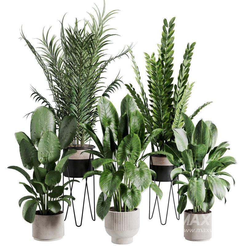 indoor plant 523 - Image 3