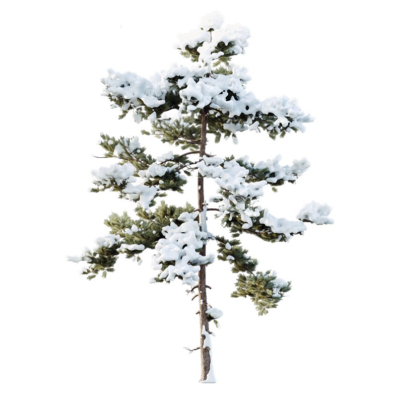 AV Plants Pinus Echinata Winter Snow Set03 - Image 3