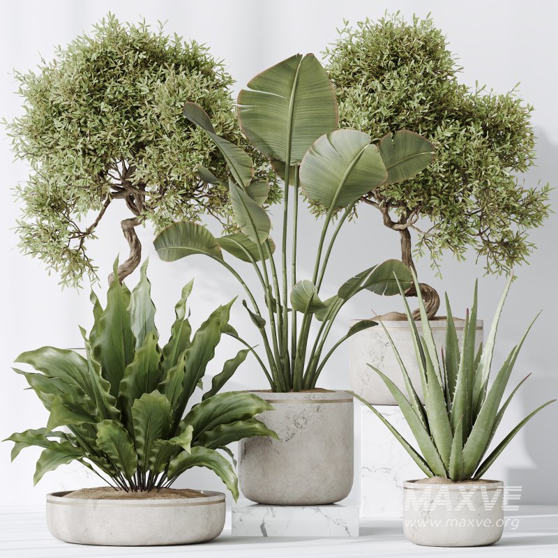 AV Indoor plants set 192 Mission Olive and Banana Strelitzia and Lily Domino and Aloe Vera - Image 5