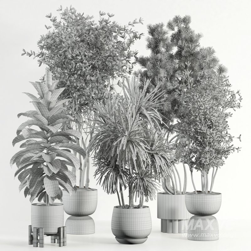 indoor plant 527 - Image 3