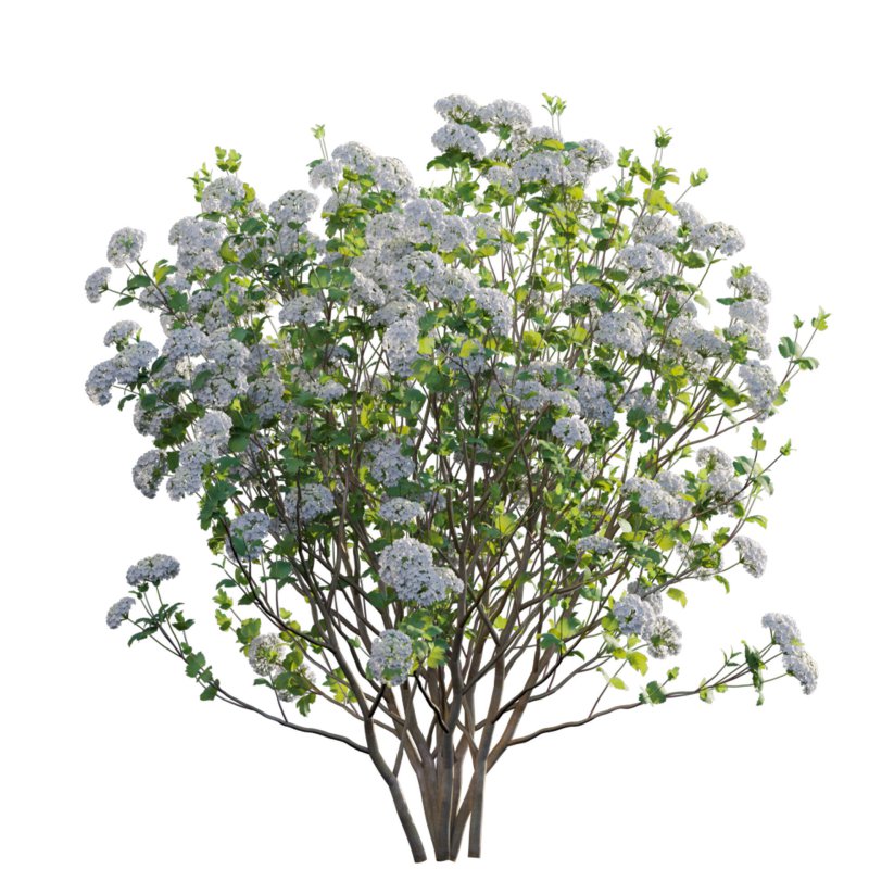 Viburnum opulus Roseum – European Cranberry bush 02 - Image 3