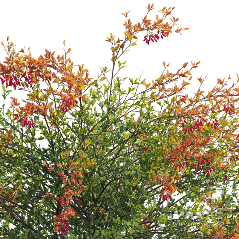 Berberis vulgaris – European barberry – Common barberry 02 - Image 4