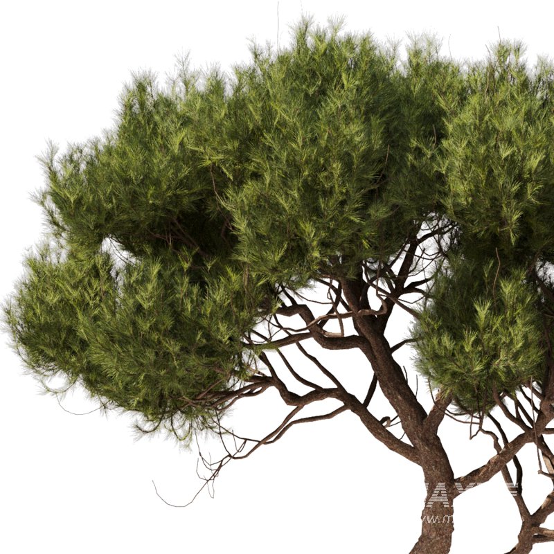 Tree Set28 – Pine tree - Image 3