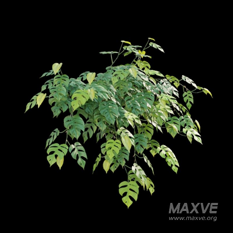 Rhaphidophora tetrasperma – Mini Monstera - Image 4