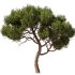 Tree Set28 – Pine tree - Thumbnail 1