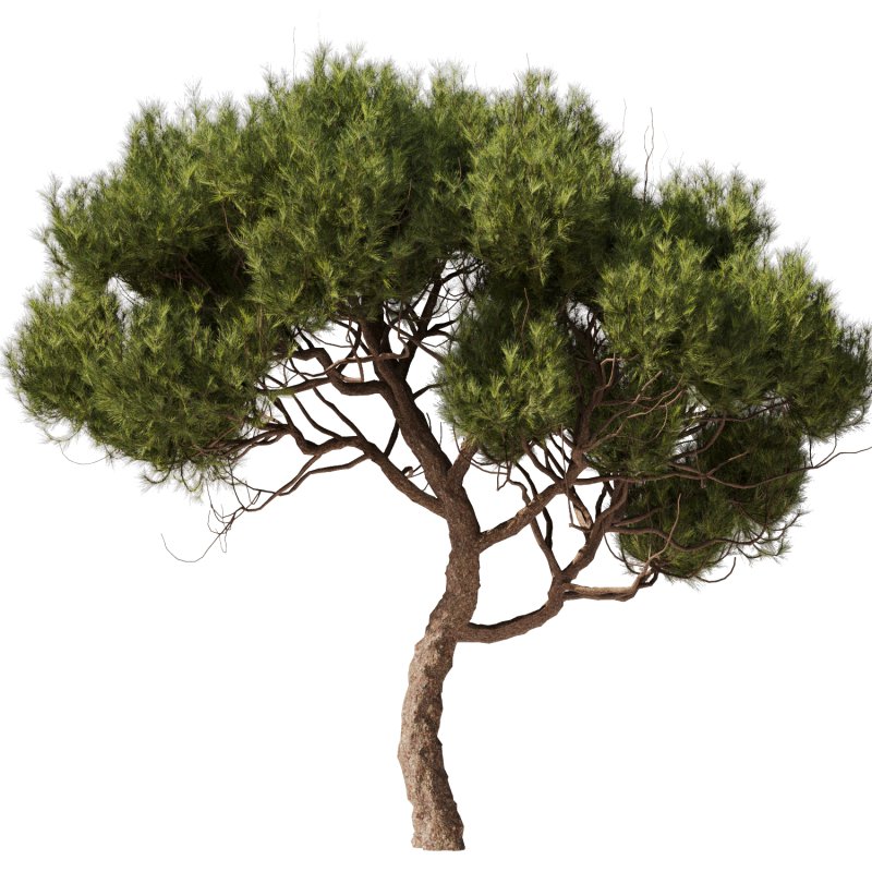 Tree Set28 – Pine tree - Image 1