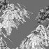 Dolonix regia – Royal Poinciana 02 - Thumbnail 7