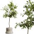 AV HousePlants Japandi Decorative Minimalism Ficus Dracaena Marginata05 - Thumbnail 2