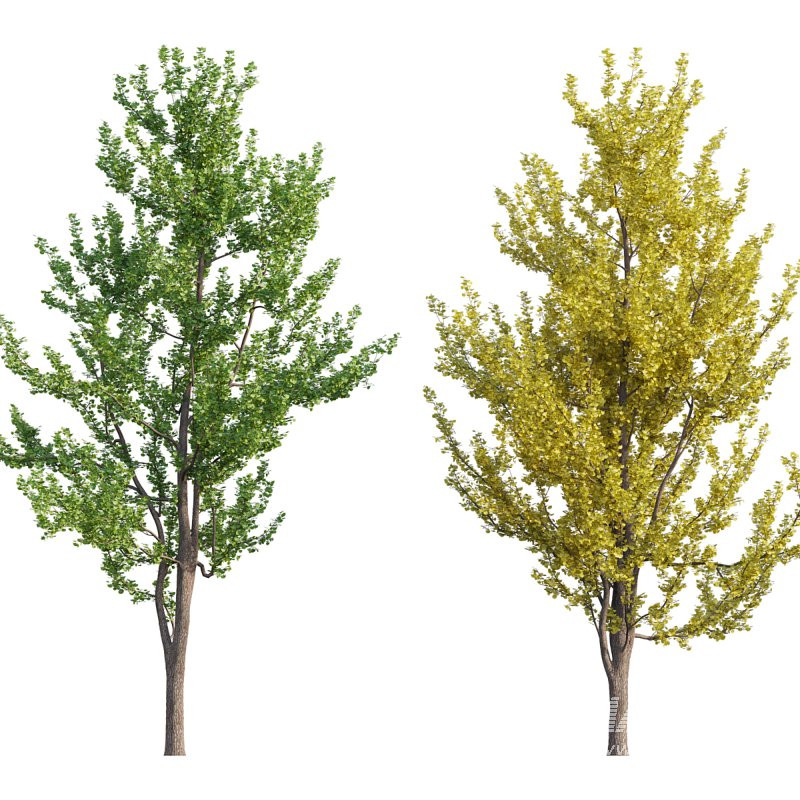 Ginkgo biloba - Image 1