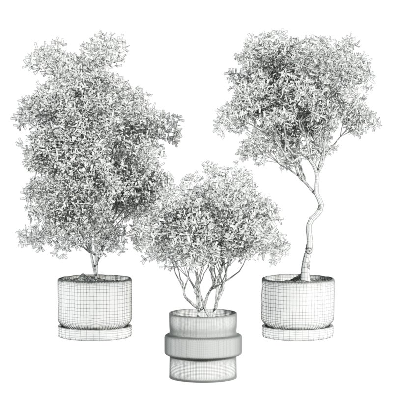 indoor plant - Image 4