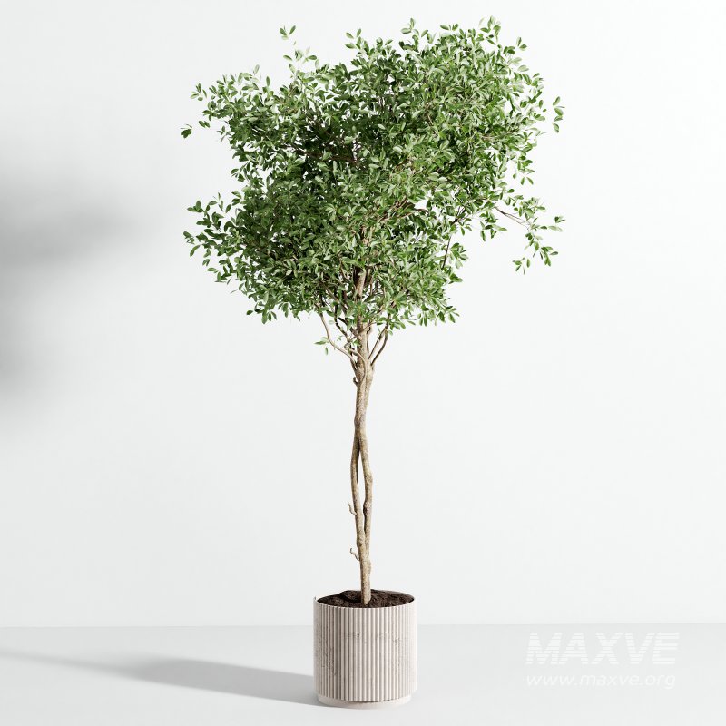 indoor plant 526 - Image 3