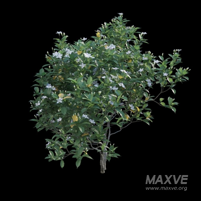 Gardenia augusta – Houttuynia – Gardenia jasminoide – 01 - Image 5