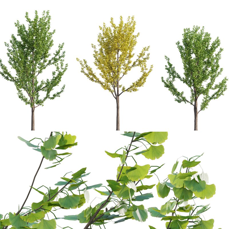 Ginkgo biloba 02 - Image 1