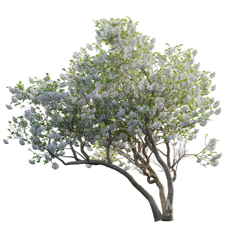 Viburnum opulus Roseum – European Cranberry bush 04 - Image 2