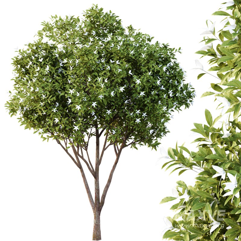 Michelia Maudiae Tree 01 - Image 3