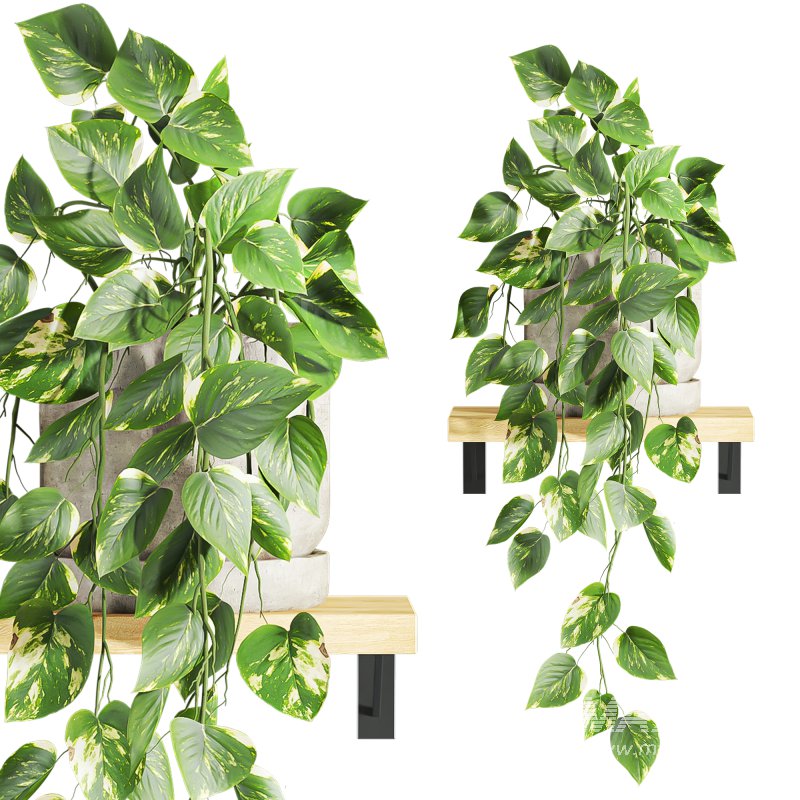 plants set on shelf - Image 3