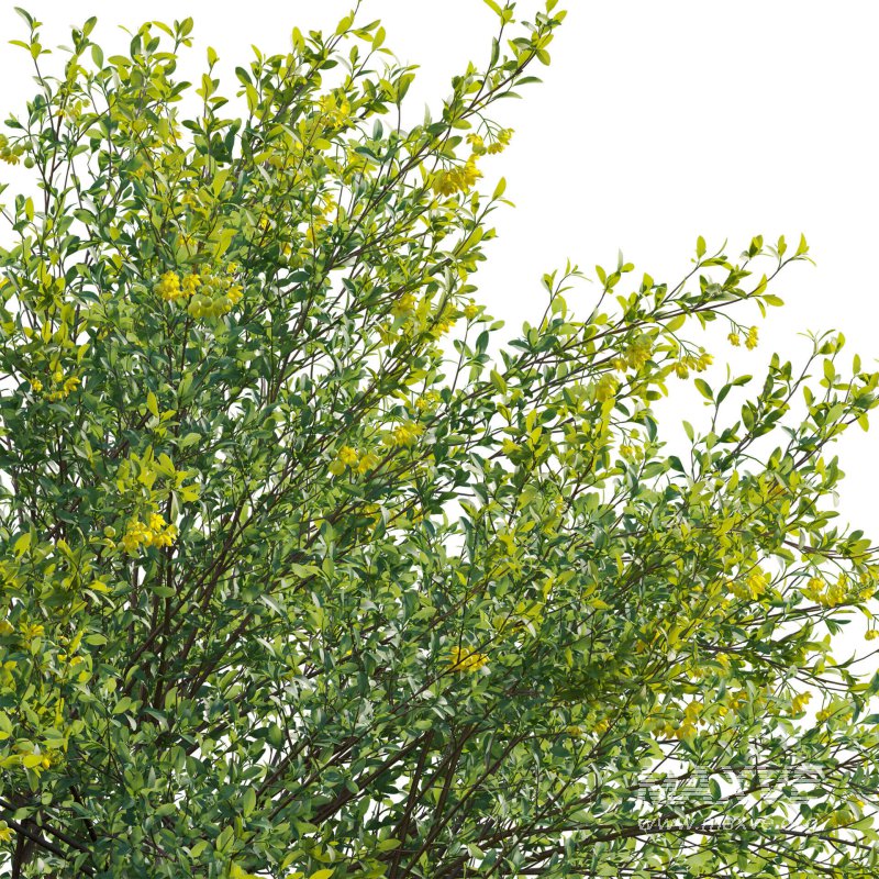 Berberis vulgaris – European barberry – Common barberry 03 - Image 4