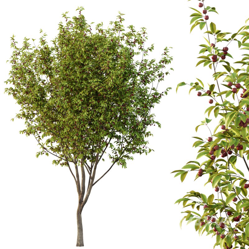 Prunus pseudocerasus Fruit Tree 05 - Image 3