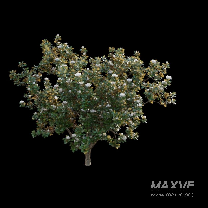 Magnolia grandiflora 02 - Image 3