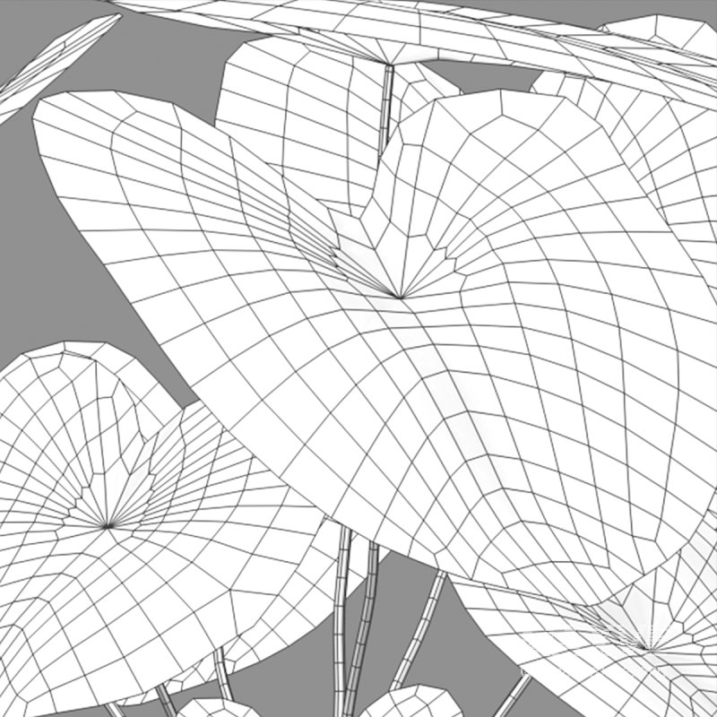 Caladium White Christmas – Angel Wings 02 - Image 5