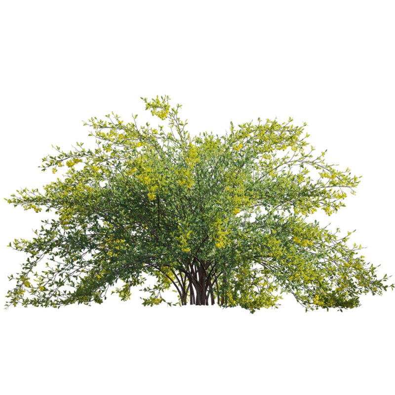 Berberis vulgaris – European barberry – Common barberry 03 - Image 2