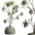 AV HousePlants Japandi Decorative Minimalism Ficus Dracaena Marginata03 - Thumbnail 2