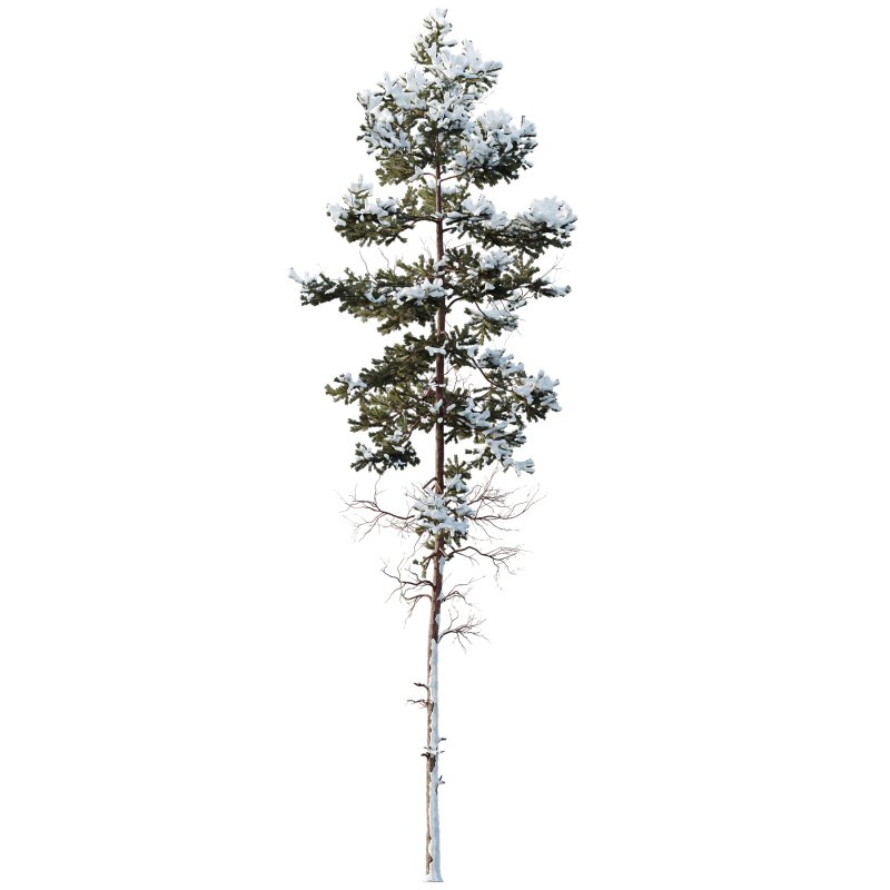 AV Plants Pinus Nigra Sylvestris Subsp Winter Snow - Image 3