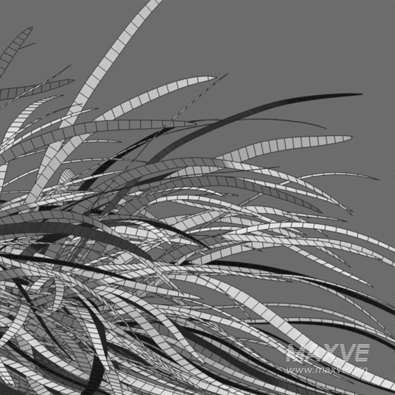 Ophiopogon japonicus - Image 2