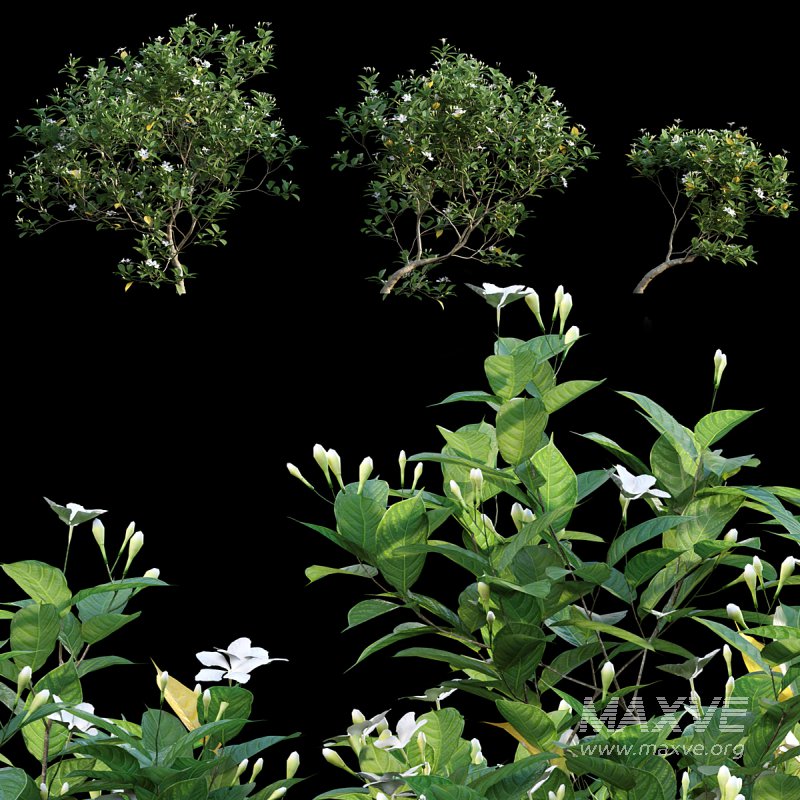 Gardenia augusta – Houttuynia – Gardenia jasminoide – 02 - Image 1