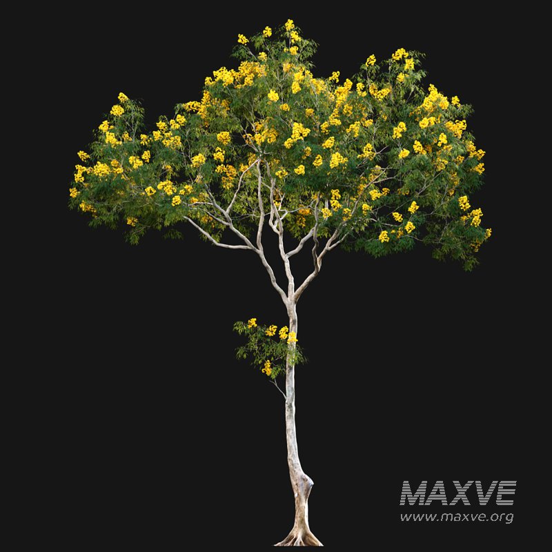 Cassia splendida – Golden Wonder Senna - Image 3