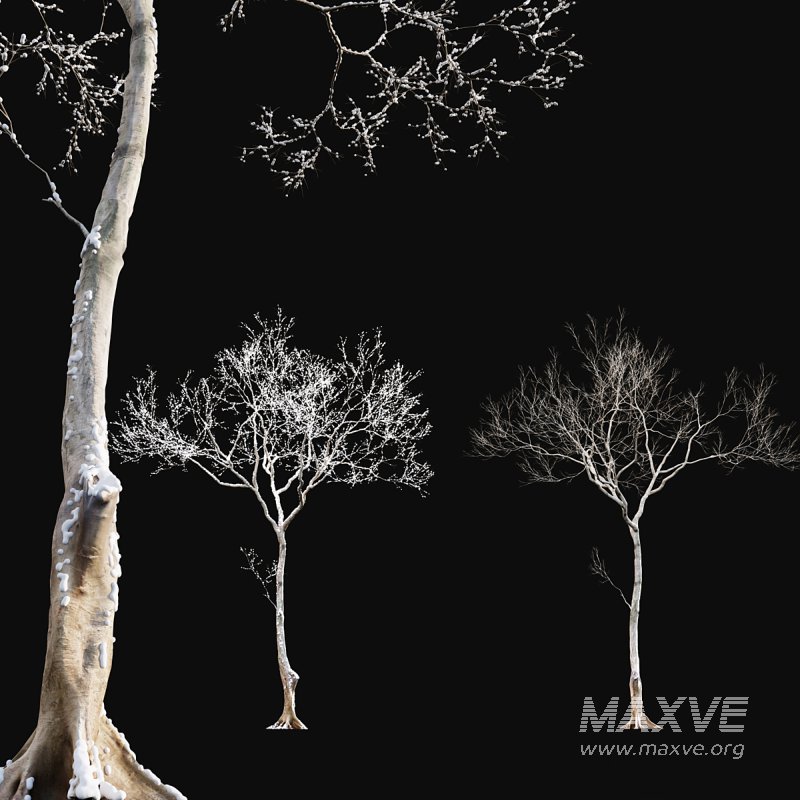 Dolonix regia – Royal Poinciana – Winter - Image 1