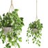 hanging plant - Thumbnail 1