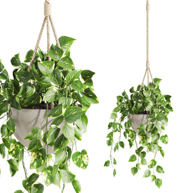 hanging plant - Image 1