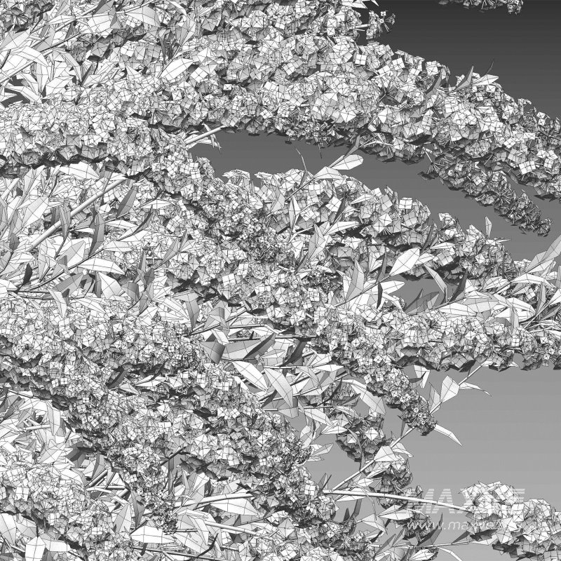 Spiraea Grefsheim – Garland Spiraea 02 - Image 7