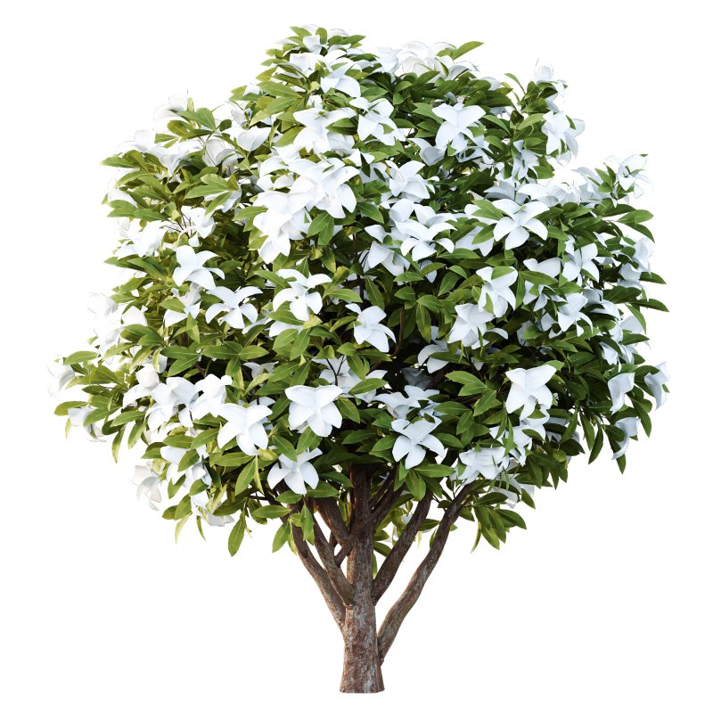 Michelia Maudiae Tree 04 - Image 5