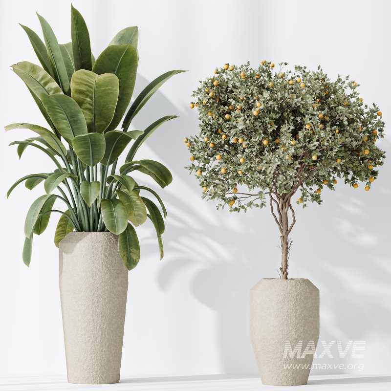 AV Indoor plants set 196 Citrus Fruit Orange and Arbequina Olive and Robusta Abidjan and Aloifolia Rostrata Palm and Banana Strelitzia Nicolai - Image 7