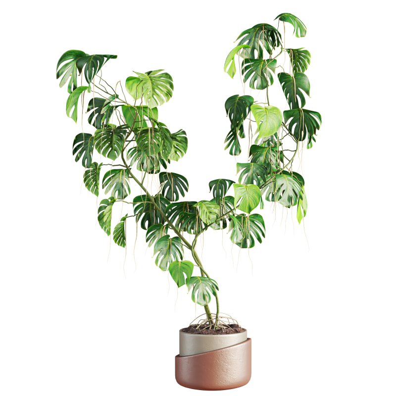 monstera plant - Image 1