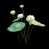 Nelumbo lutea – lotus - Thumbnail 5