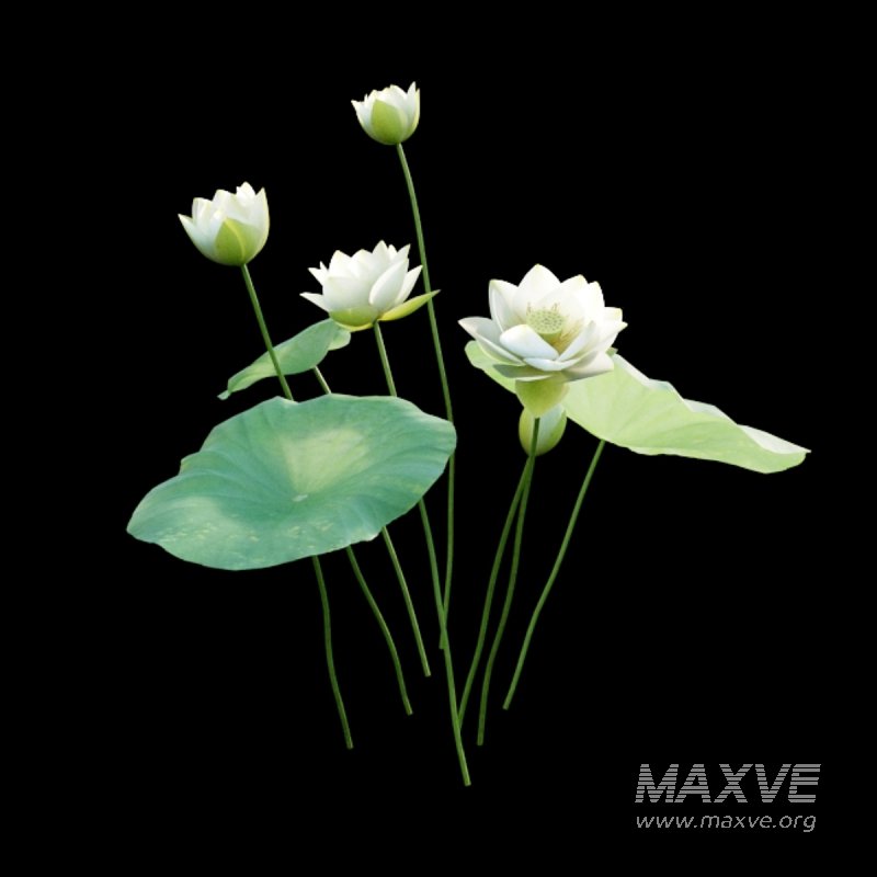 Nelumbo lutea – lotus - Image 5