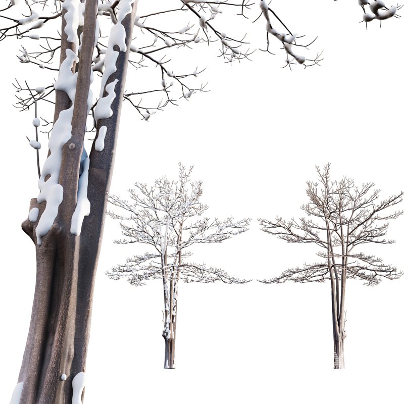 Alstonia scholaris – Snow - Image 1