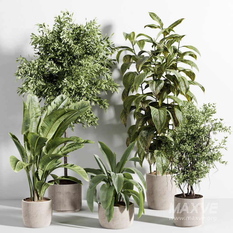 indoor plant 524 - Image 3