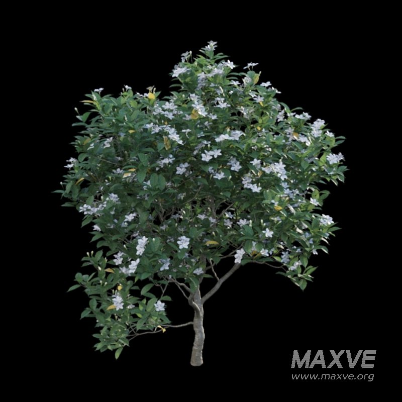 Gardenia augusta – Houttuynia – Gardenia jasminoide – 01 - Image 4