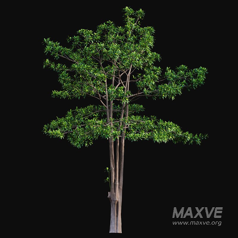 Alstonia scholaris – Milkwood 02 - Image 3