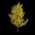 Ginkgo biloba - Thumbnail 4