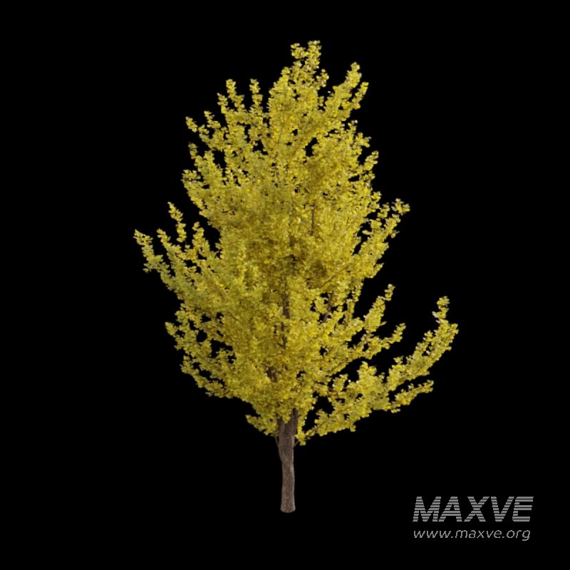 Ginkgo biloba - Image 4